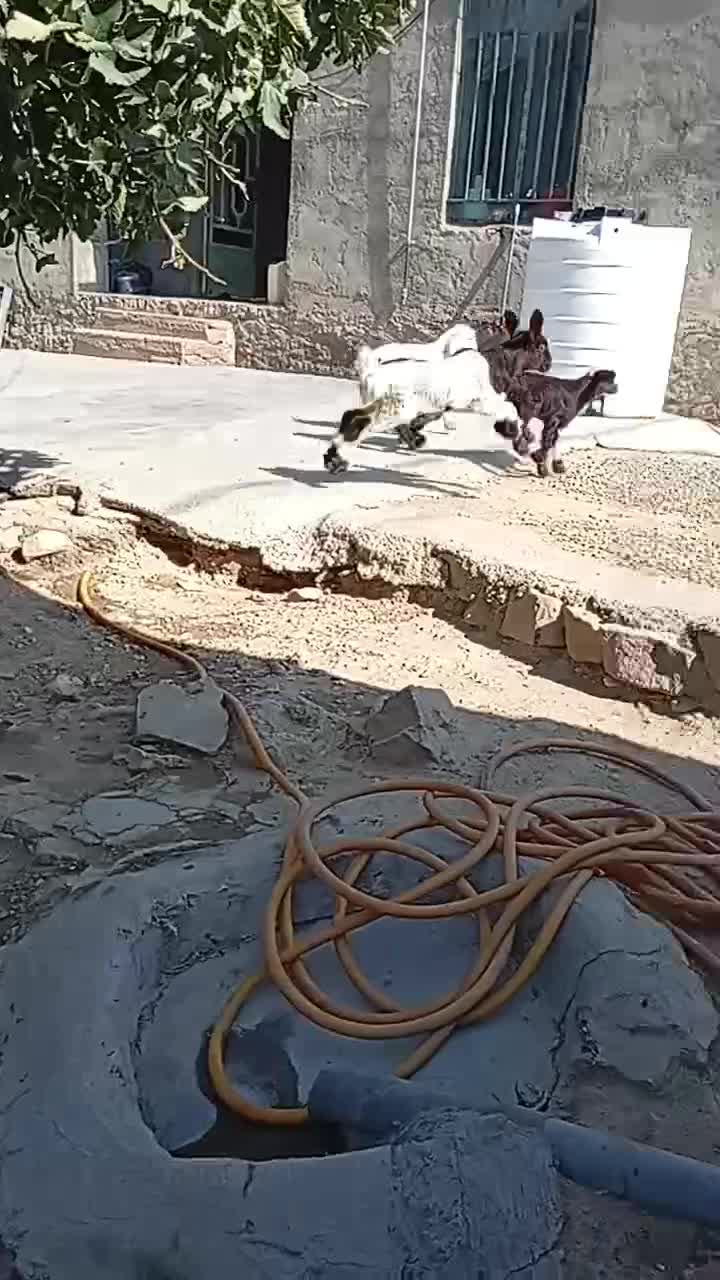 فروش کاوه قوچ دورگ چینی بختیاری به شرط تخمی|حیوانات مزرعه|چاروسا, |دیوار