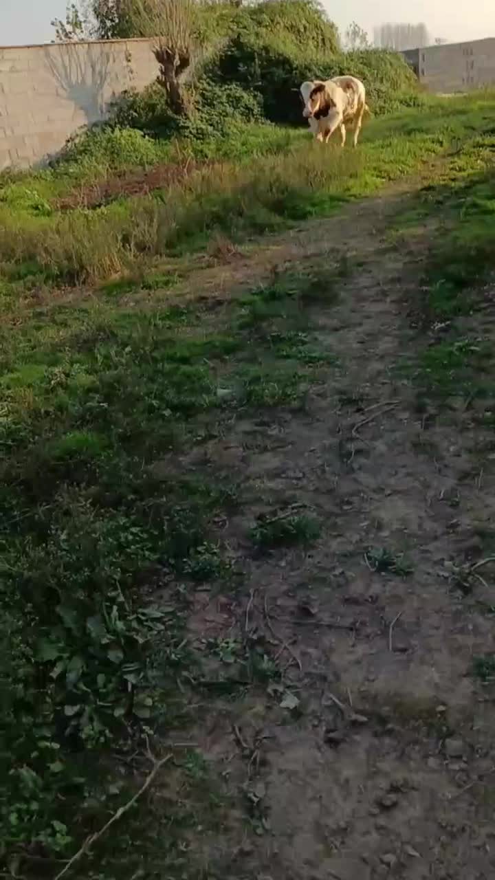 گوساله بلژیکی|حیوانات مزرعه|اشتهارد, |دیوار