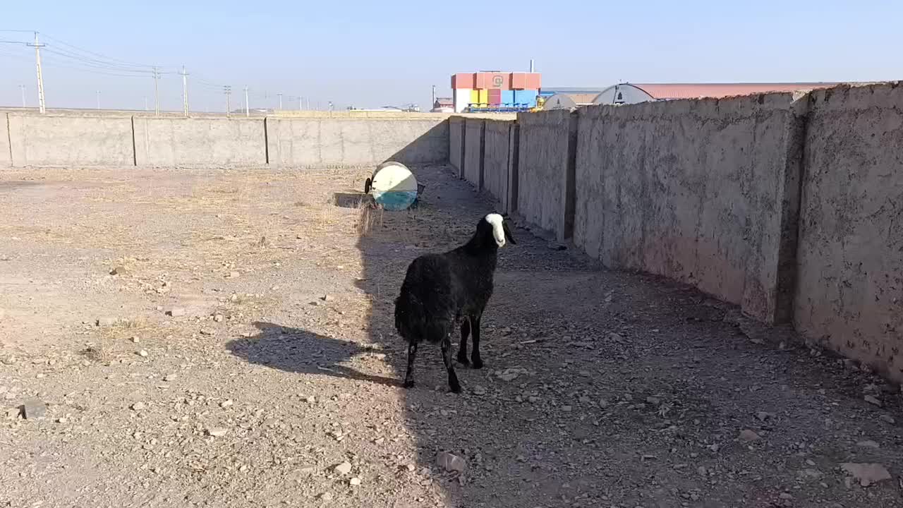 بره قوچ سیاه هیولای شال|حیوانات مزرعه|تاکستان, |دیوار