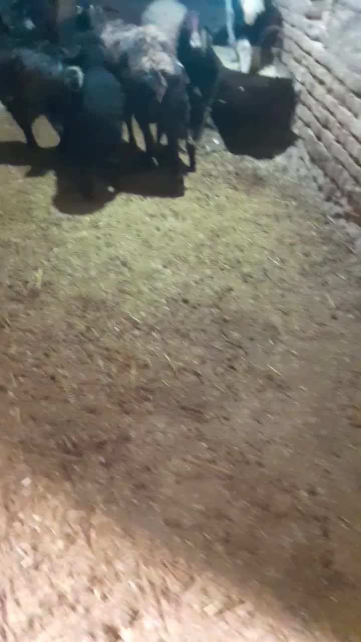 میش|حیوانات مزرعه|فریدونشهر, |دیوار