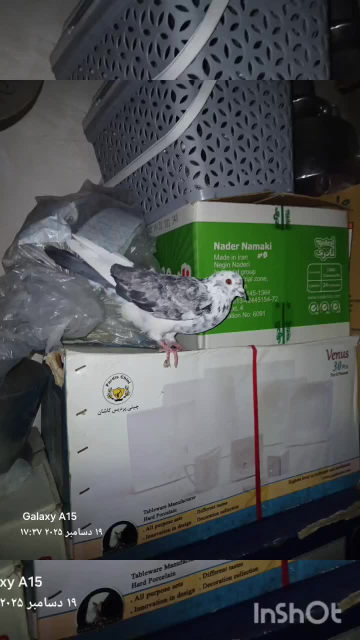 ۲عدد کبوتر بالارو|پرنده|سنندج, |دیوار