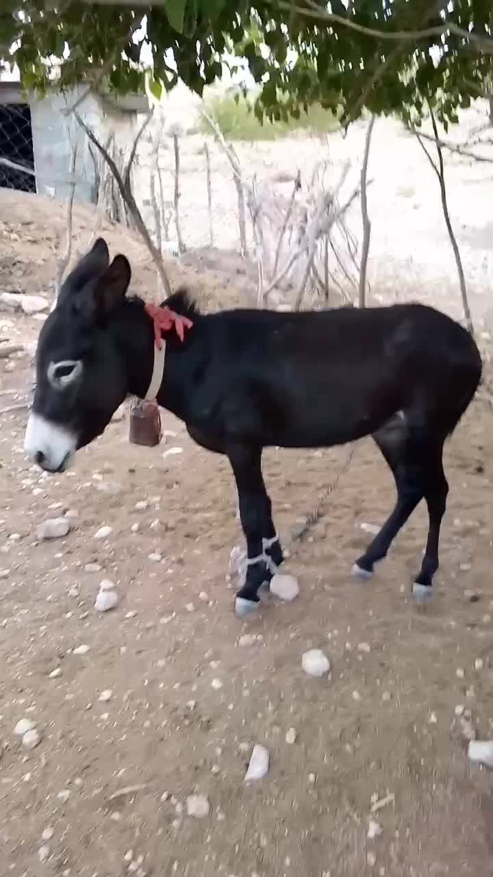 الاغ نر3ساله|حیوانات مزرعه|بندرعباس, |دیوار