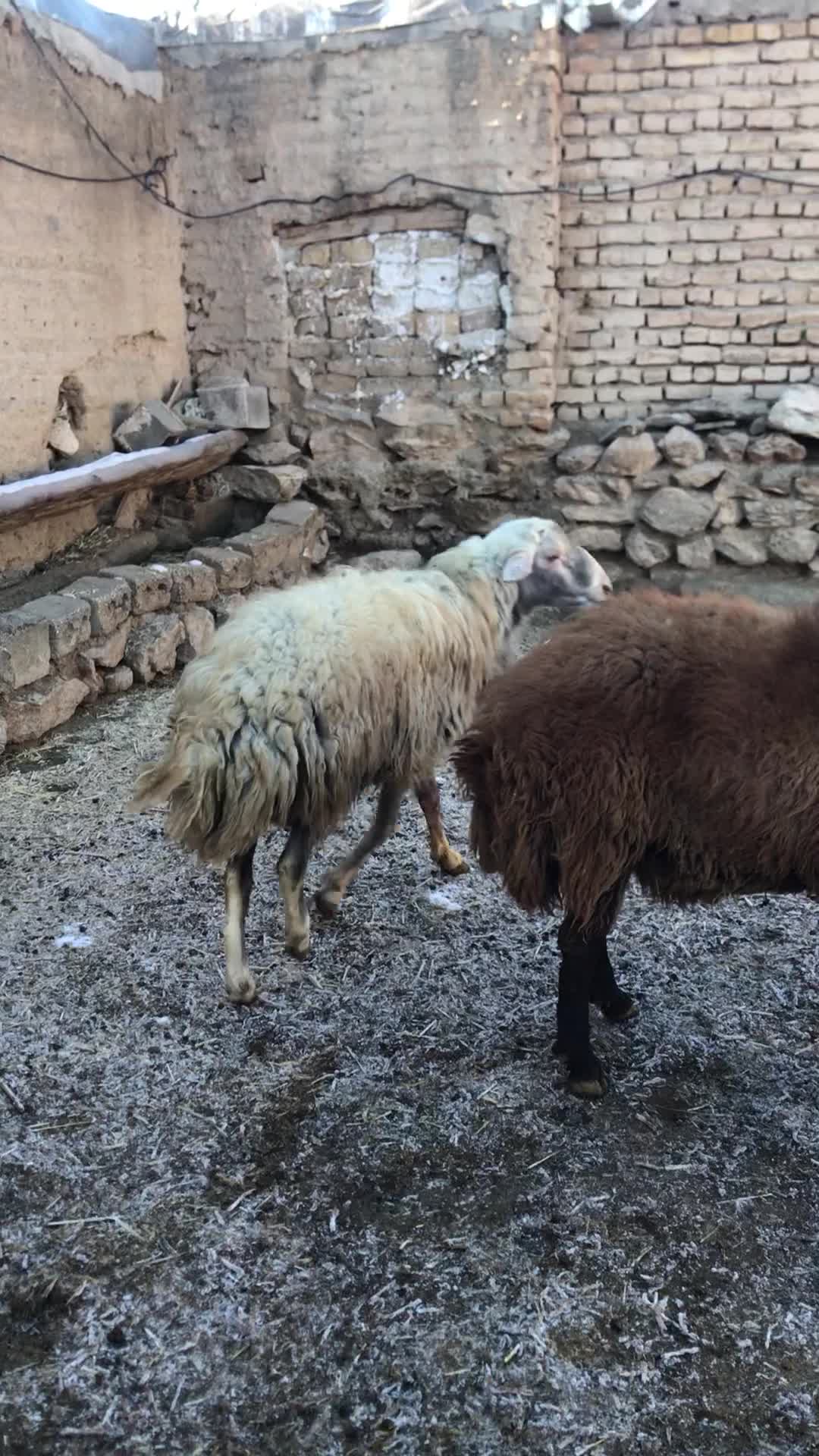 قوچ|حیوانات مزرعه|خوانسار, |دیوار