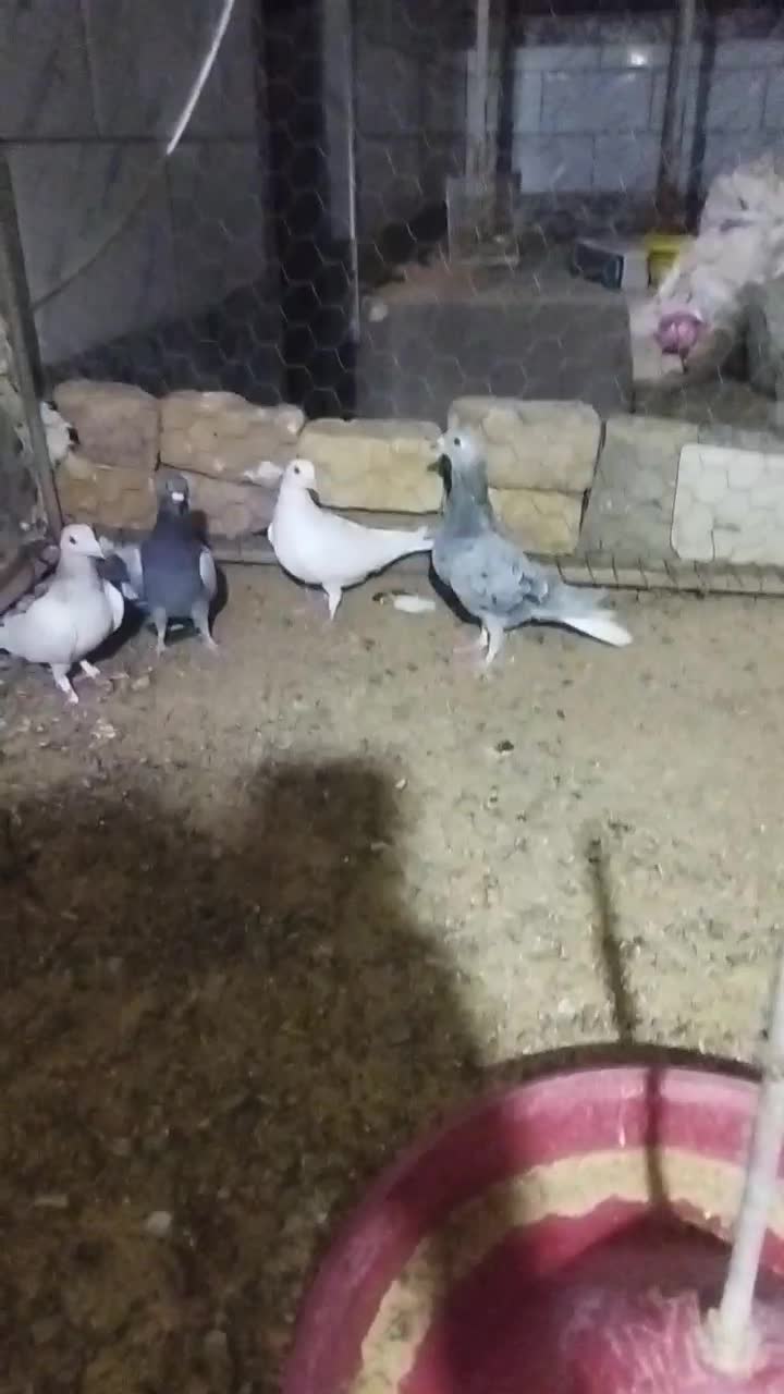 چند تا کفتر خوب|پرنده|یونسی, |دیوار