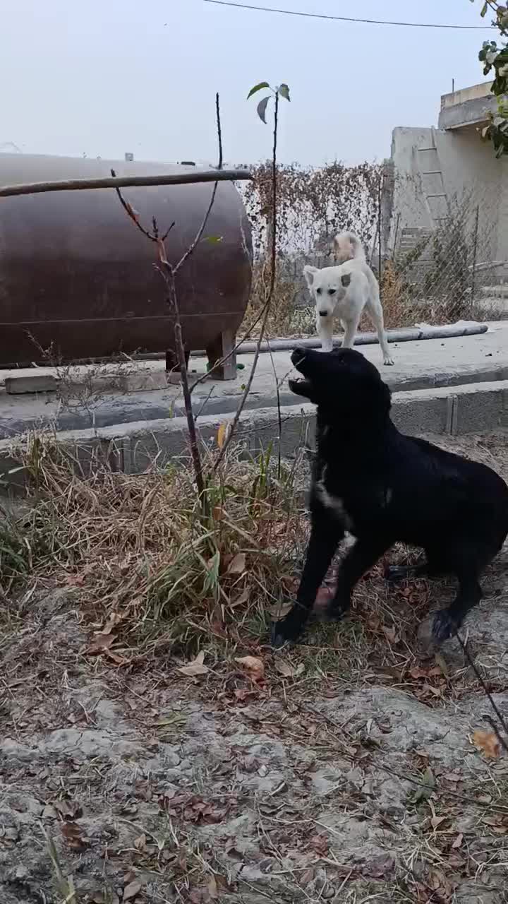 واگذاری ی جفت قدرجونی ۵ماه سیاه آدمی سفیده جونوری|سگ|پیر بکران, |دیوار