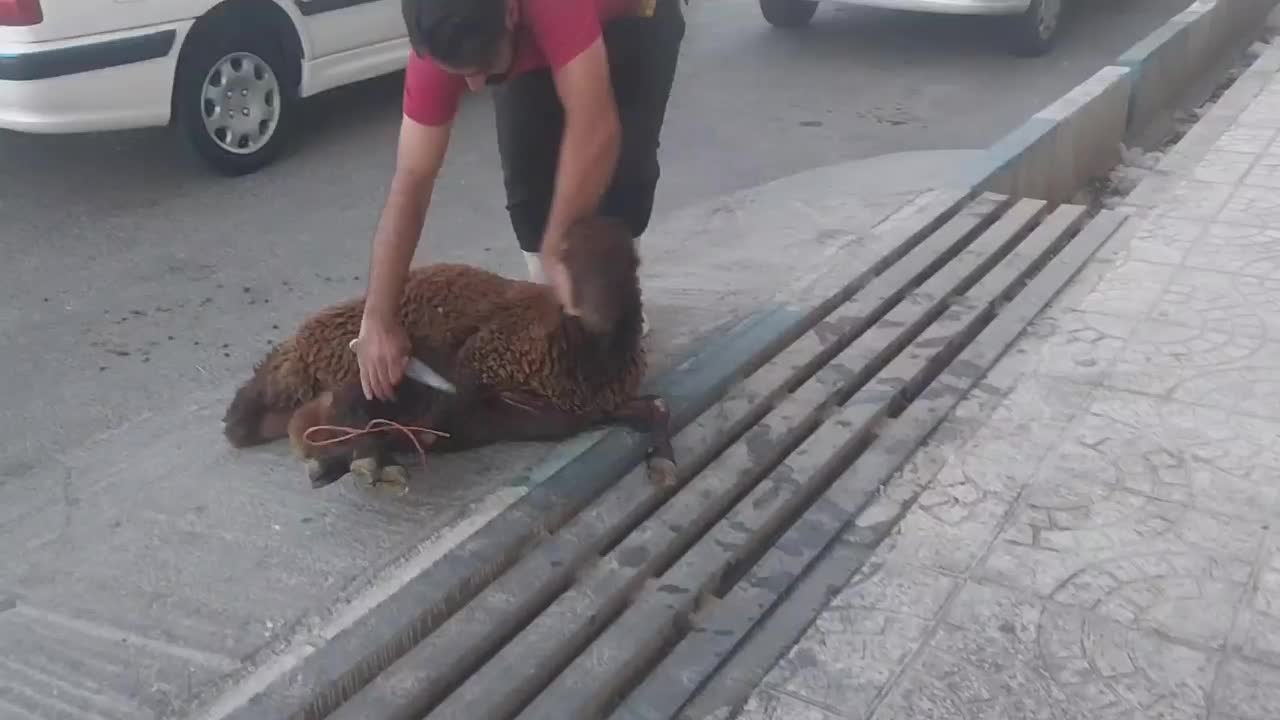 فروش گوسفند زنده و قصاب سیار|حیوانات مزرعه|اسلامشهر, شاطره|دیوار