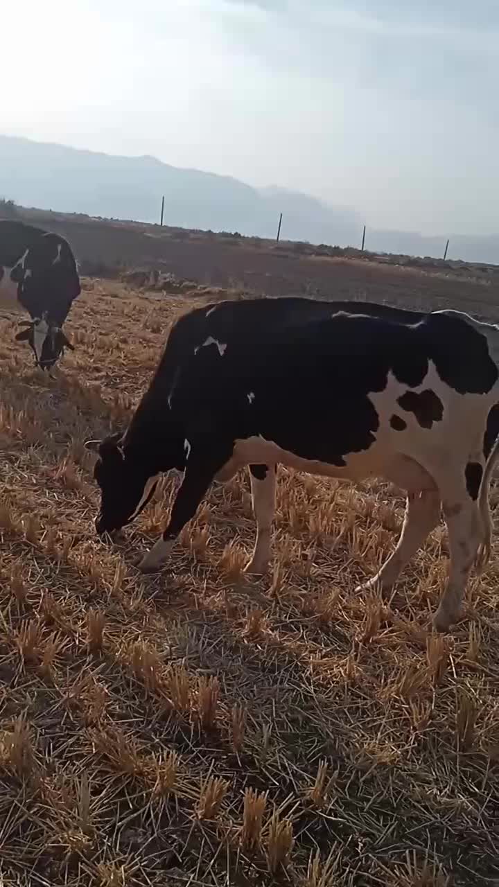 گاو شیری|حیوانات مزرعه|شیروان (لرستان), |دیوار