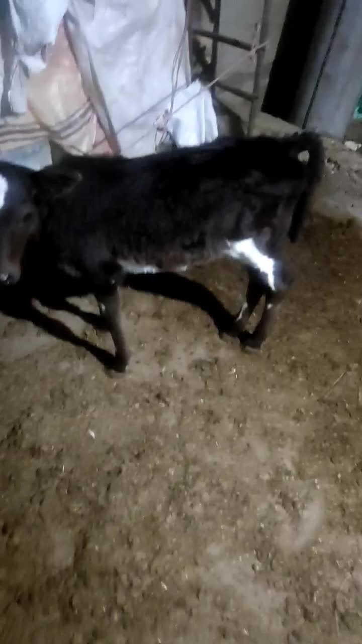 گوساله|حیوانات مزرعه|گنبد کاووس, |دیوار