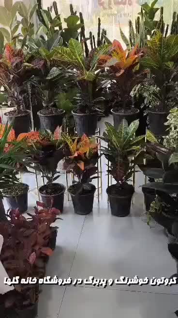 کروتون خوشرنگ و پربرگ در فروشگاه خانه گلها|گل و گیاه طبیعی|بندرعباس, |دیوار