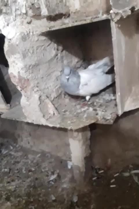 یک جفت فلی باش بیس شگیل قطعلی|پرنده|اهر, |دیوار