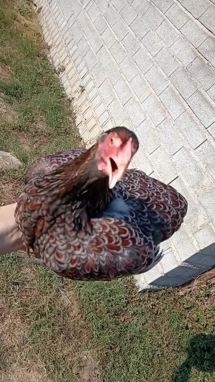 تخم نطفه دار و جوجه ویاندوت|حیوانات مزرعه|قائمشهر, |دیوار