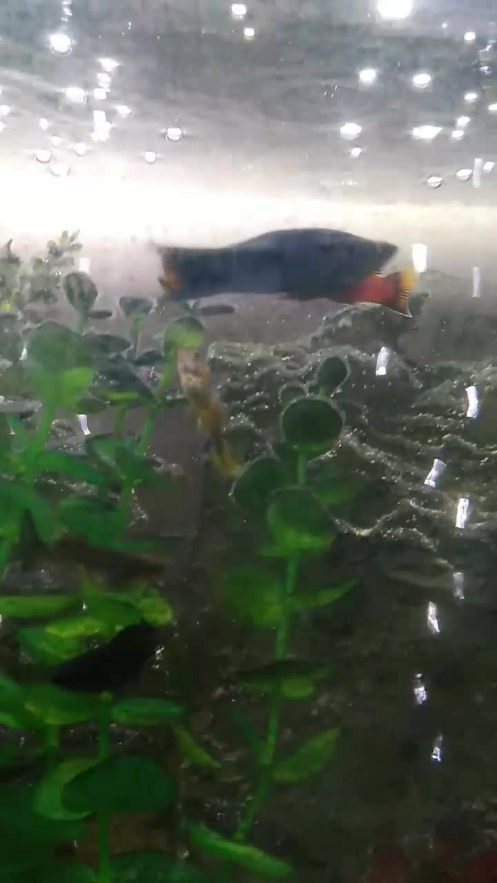 ماهی|ماهی|یزد, |دیوار