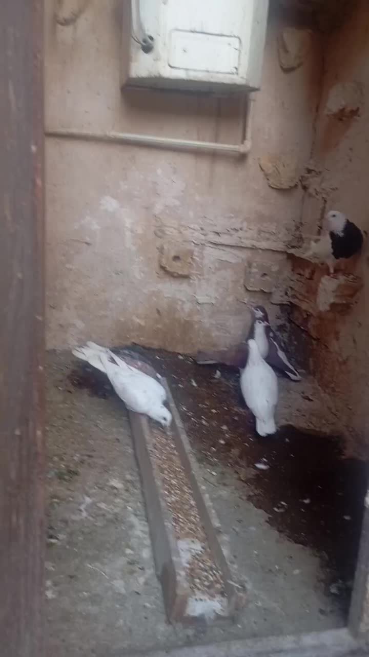 کفتر پرشی|پرنده|خواف, |دیوار