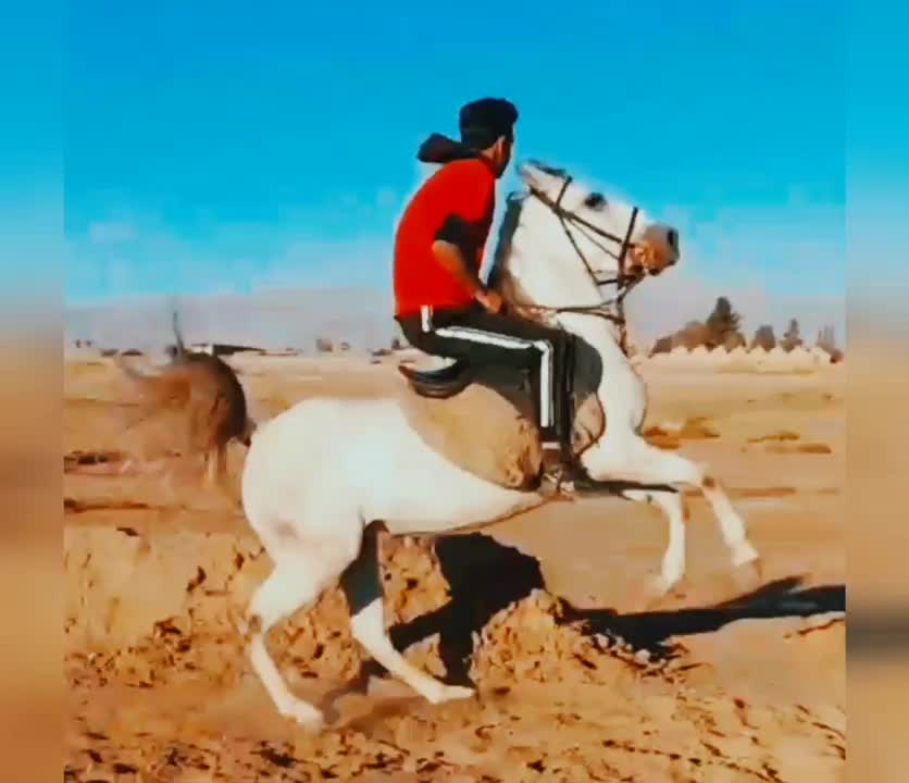 فوق العاده دم گیر و خوش روش و شجره دار|اسب و تجهیزات اسبسواری|کرمانشاه, |دیوار
