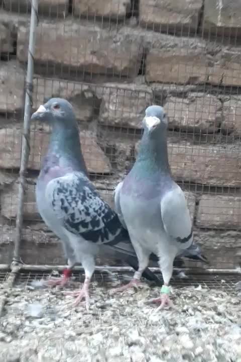 کبوتر مسافتی ( گرفتنی )|پرنده|تهران, علم و صنعت|دیوار