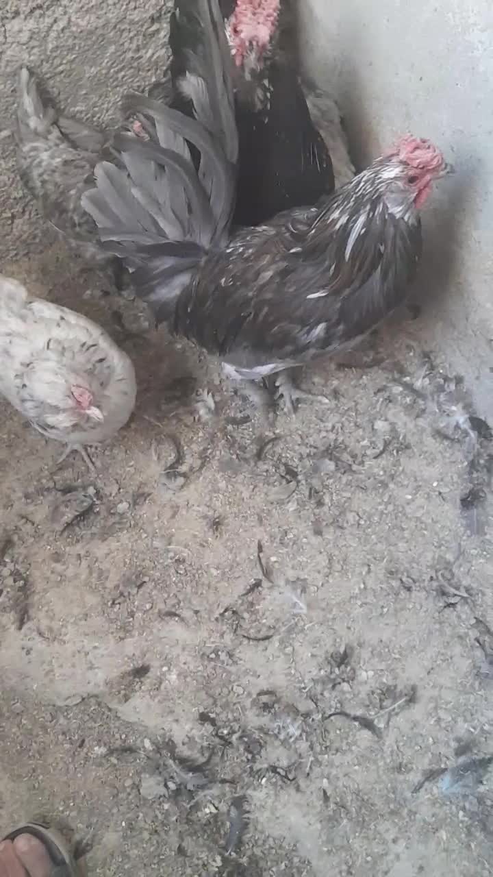 مرغ و خروس گلین|حیوانات مزرعه|پاکدشت, پاکدشت (مامازند)|دیوار