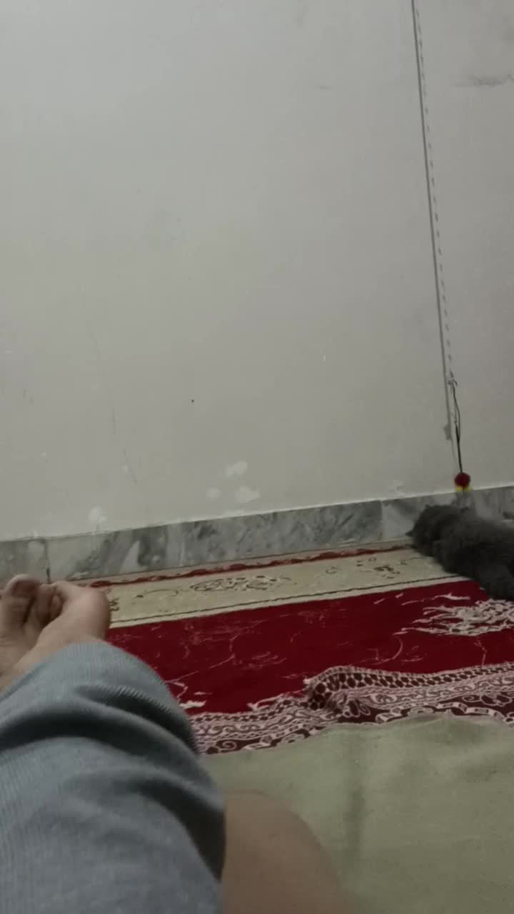 نره|گربه|گرمسار, |دیوار