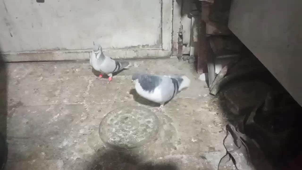 کفتر رنگه|پرنده|مشهد, نوید|دیوار