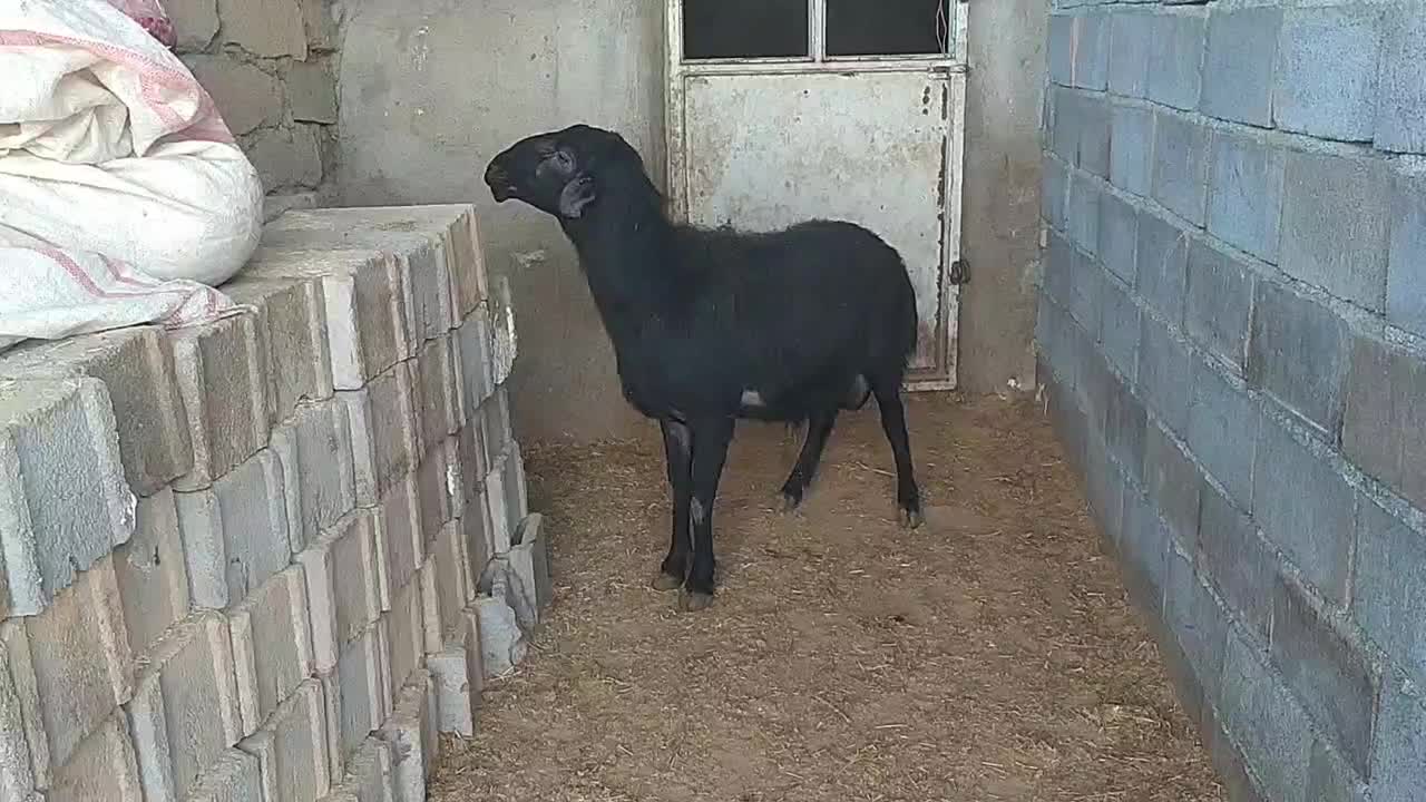 گوسفند نر نژاد دار قره قزل قوچ چهار دندان|حیوانات مزرعه|بلبان آباد, |دیوار