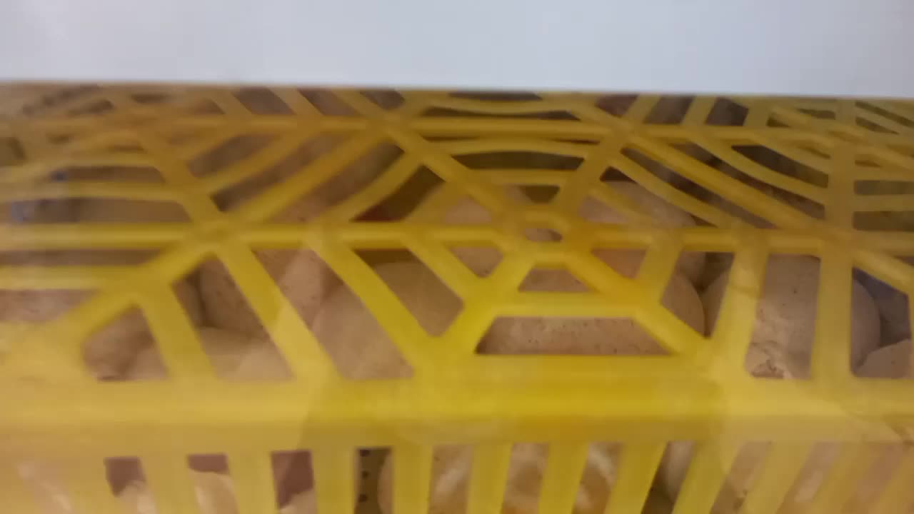 جوجه بوقلمون بربون ۱روزه|حیوانات مزرعه|کرمان, |دیوار