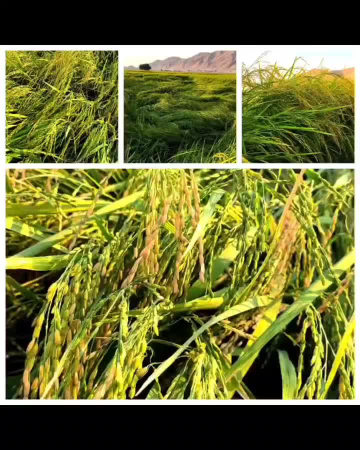 فروش برنج چمپا|خوردنی و آشامیدنی|امیدیه, |دیوار