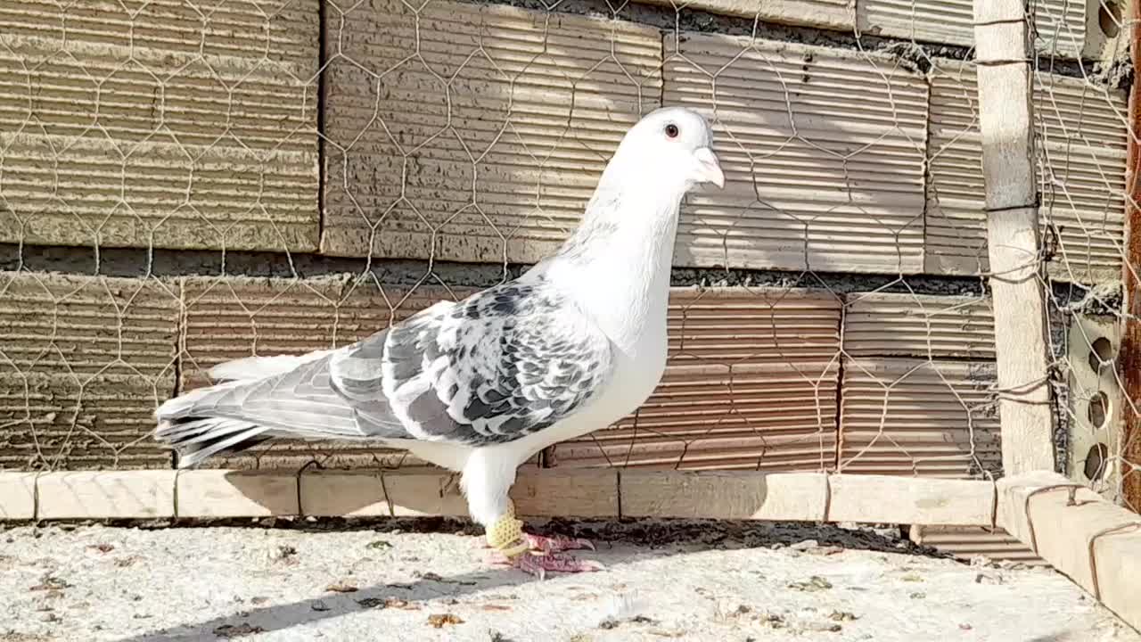 نرراست کلاغ دوم اس اس شقه|پرنده|مشهد, انقلاب|دیوار