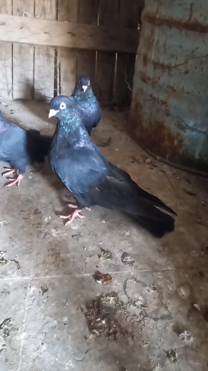 دو جفت زاغ آبادانی|پرنده|خورموج, |دیوار