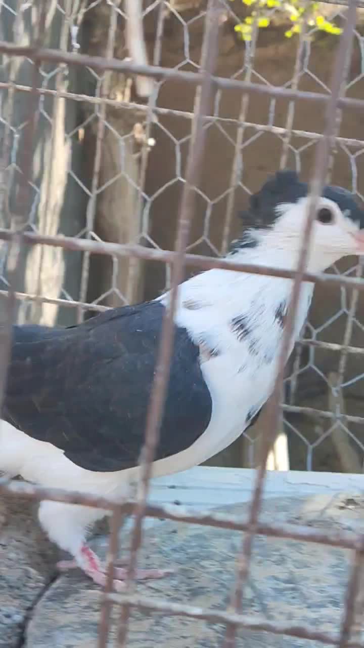 جوانه ساده کاکلی افشون|پرنده|تربتحیدریه, آغوی|دیوار