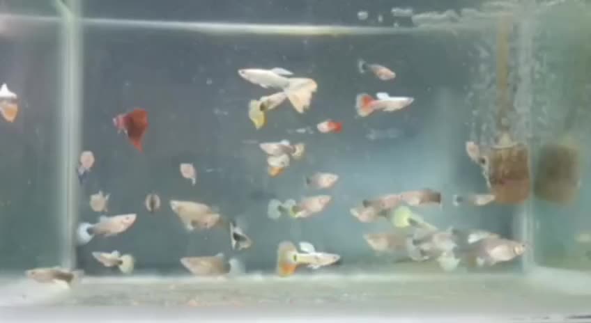 ماهی گوپی|ماهی|مشهد, محمدآباد|دیوار