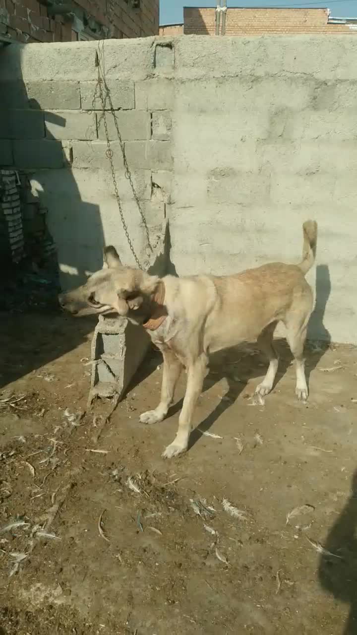 سگ پژدر|سگ|گرگان, |دیوار