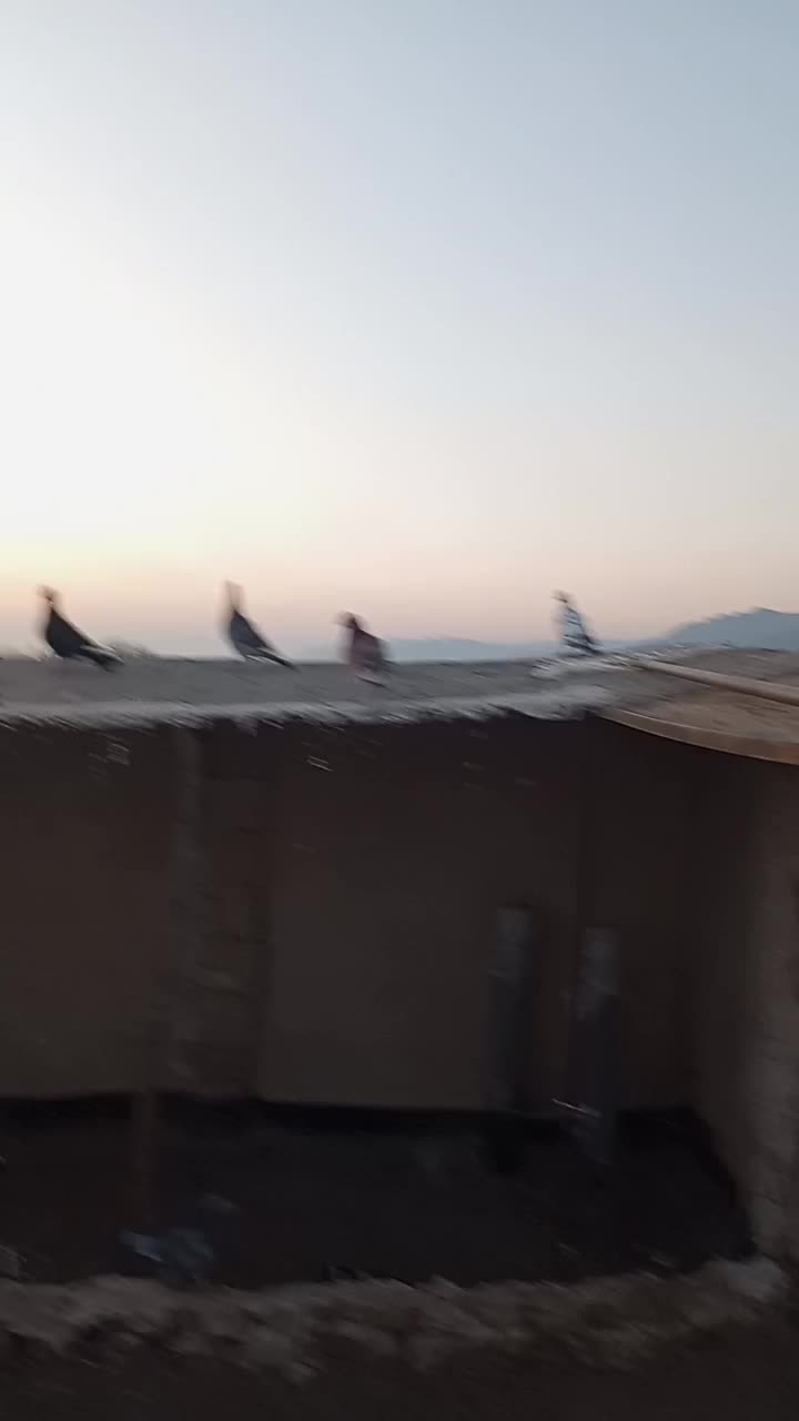 کفتر پرشی آلمانی ودورگ موقعیت کاشمر|پرنده|مشهد, ایثار|دیوار