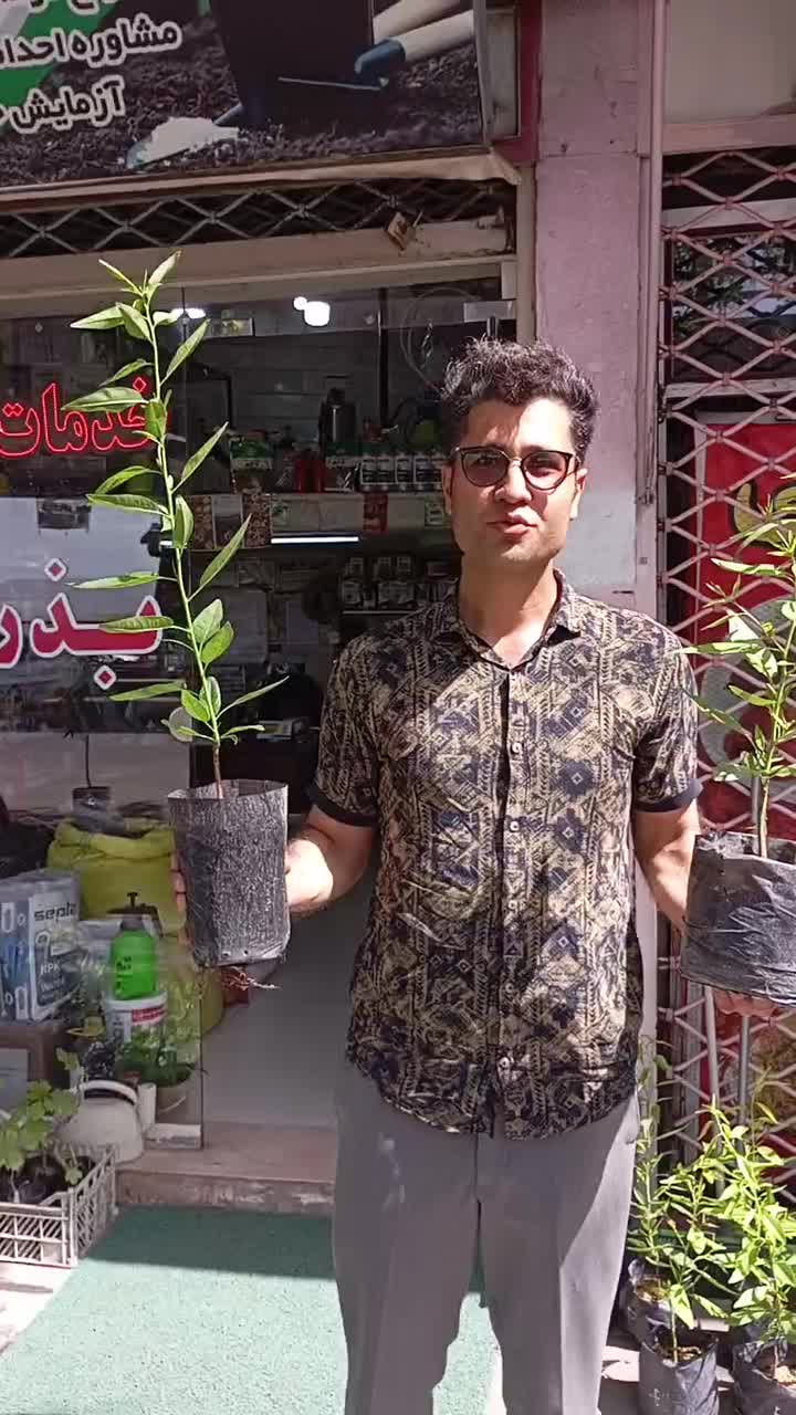 نهال بادام پایه رویشی|گل و گیاه طبیعی|زنجان, |دیوار