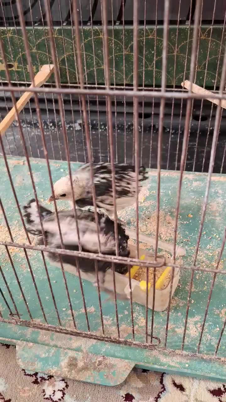 دوتا جوجه سبرایت|حیوانات مزرعه|اردکان, |دیوار