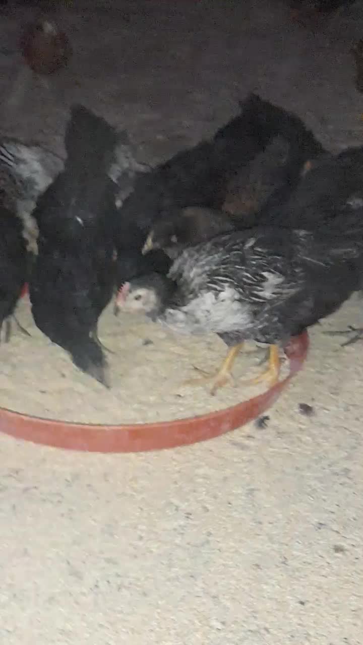 جوجه مرغ بومی جهادی مشکی گلپایگانی|حیوانات مزرعه|قهدریجان, |دیوار