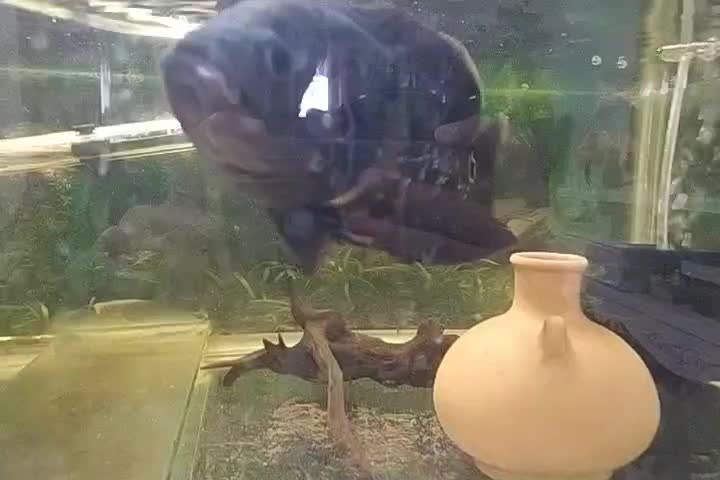 سه عدد ماهی|ماهی|رفسنجان, |دیوار