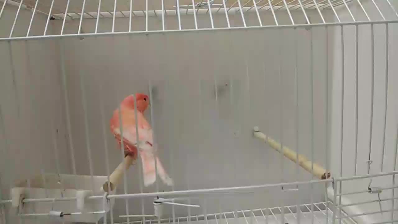 قناری  رنگی 2025|پرنده|تهران, چوب تراش|دیوار