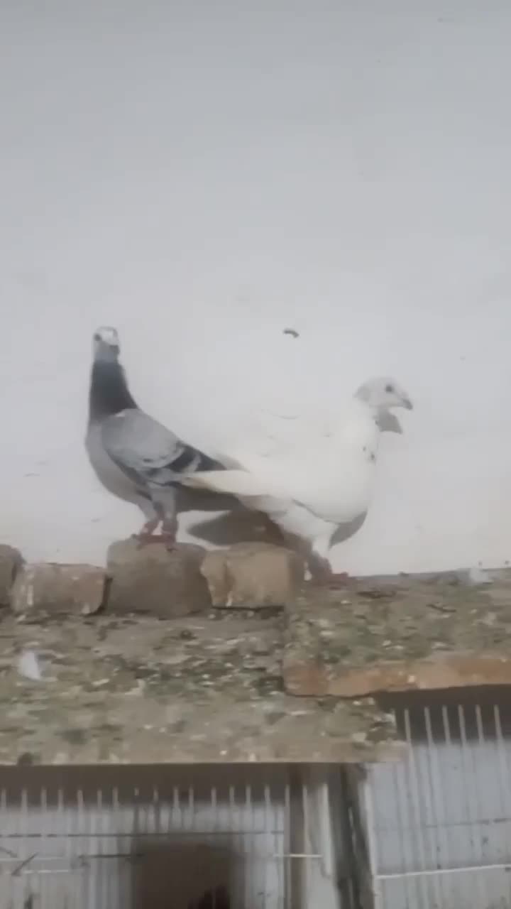 کفتر|پرنده|کلاله, |دیوار
