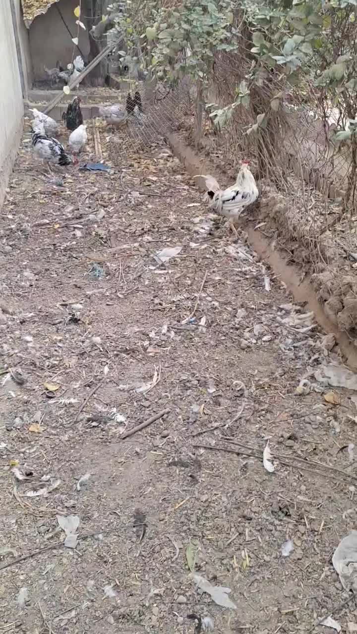 مرغ و خروس گلین کاکل ریش چهل تاج اصیل|حیوانات مزرعه|شهریار, رضی آباد بالا|دیوار