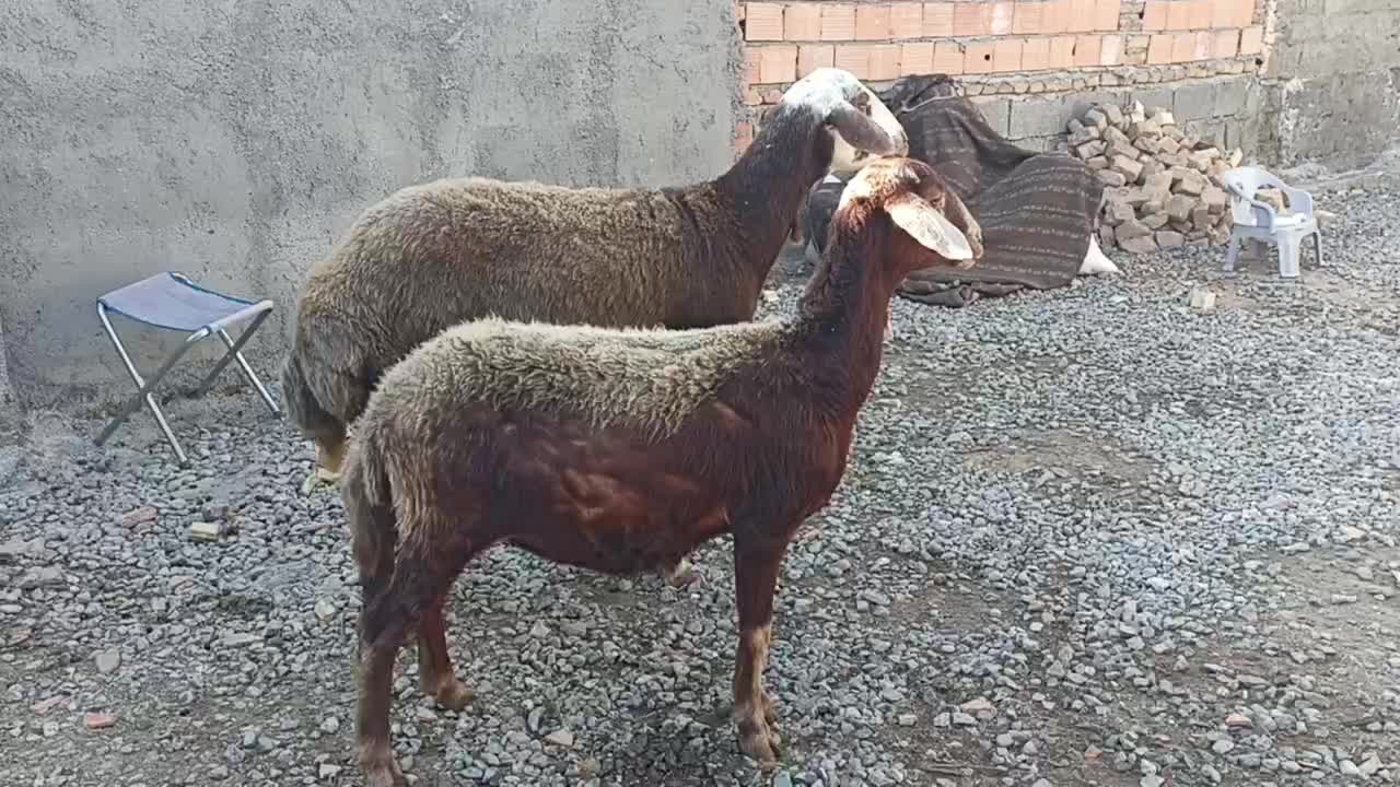 گوسفند شیشک. توقلی و بز بزغاله دار|حیوانات مزرعه|سیمین شهر, |دیوار