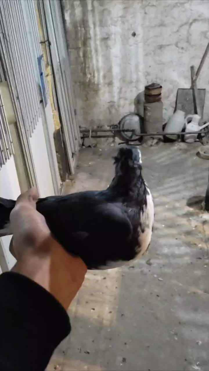 کبوتر دمگیر|پرنده|اصفهان, طاحونه|دیوار