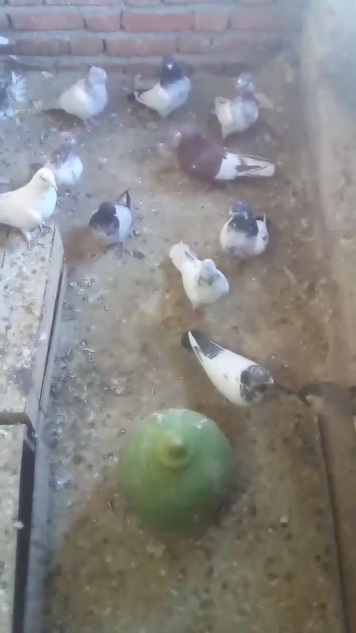 کله سبز|پرنده|همدان, |دیوار