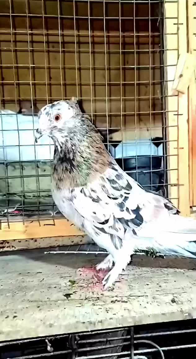 کبوتر ماده سرور شمرونی|پرنده|آستانه اشرفیه, |دیوار