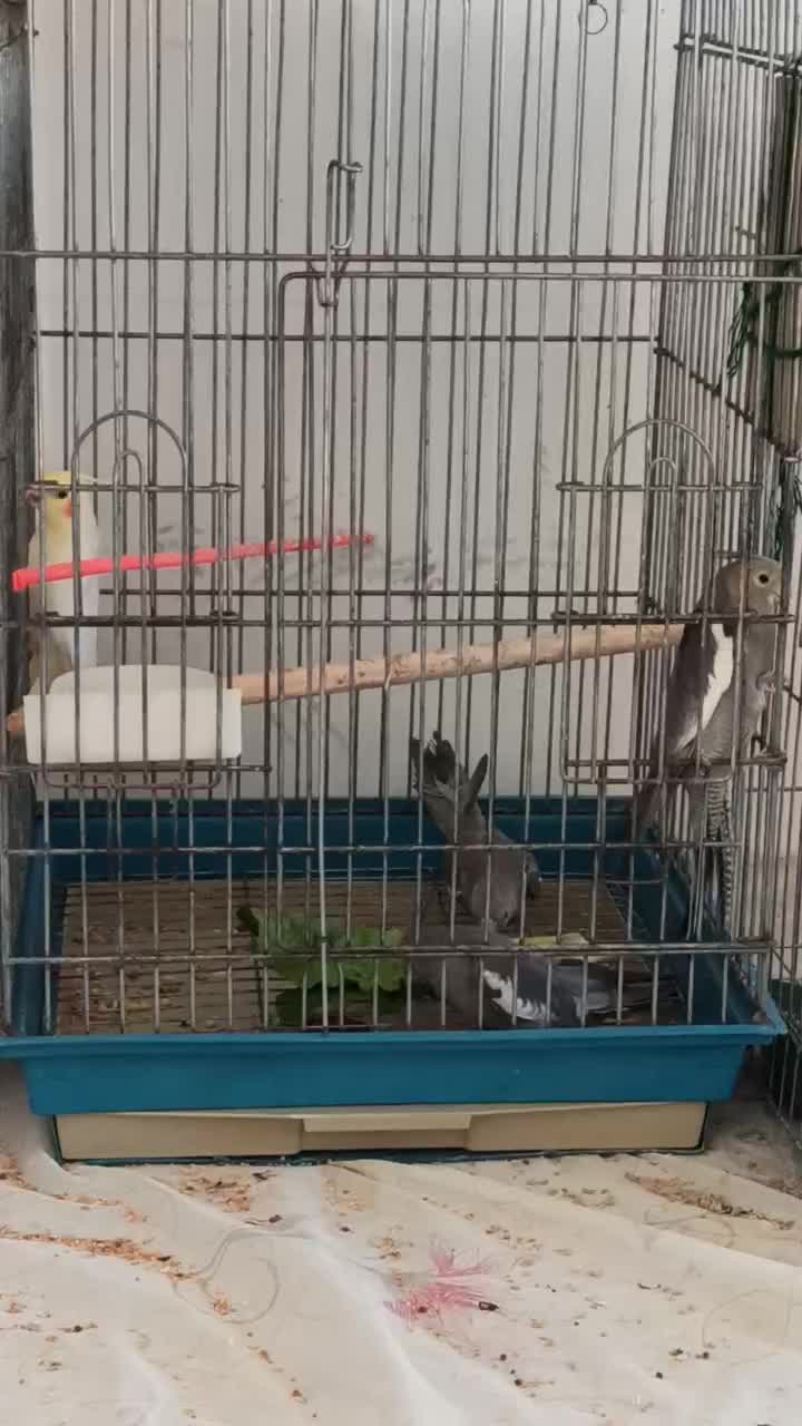 عروس هلندی|پرنده|بجنورد, |دیوار