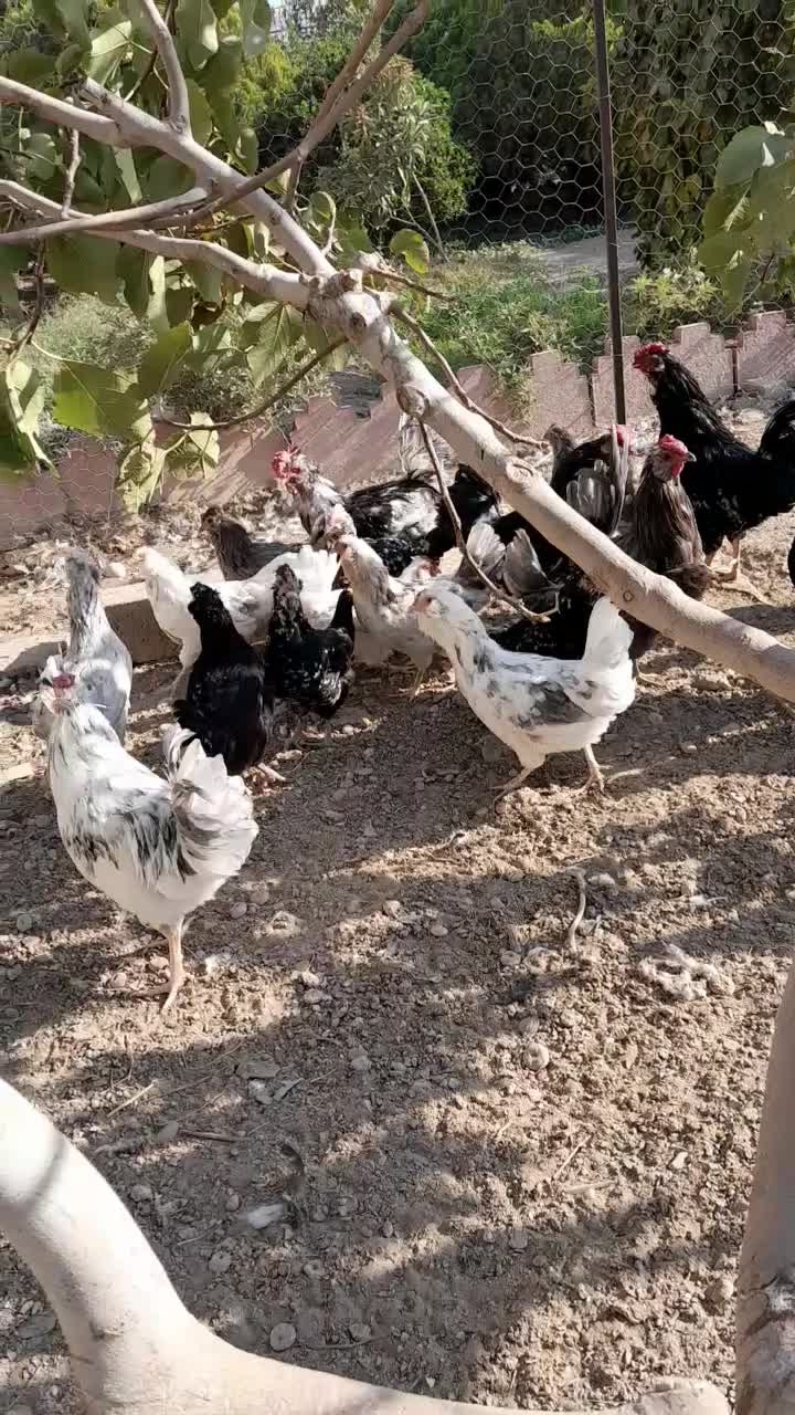 خروس ومرغ گلین چهل تاج ریش دار|حیوانات مزرعه|پاکدشت, پاکدشت (مامازند)|دیوار