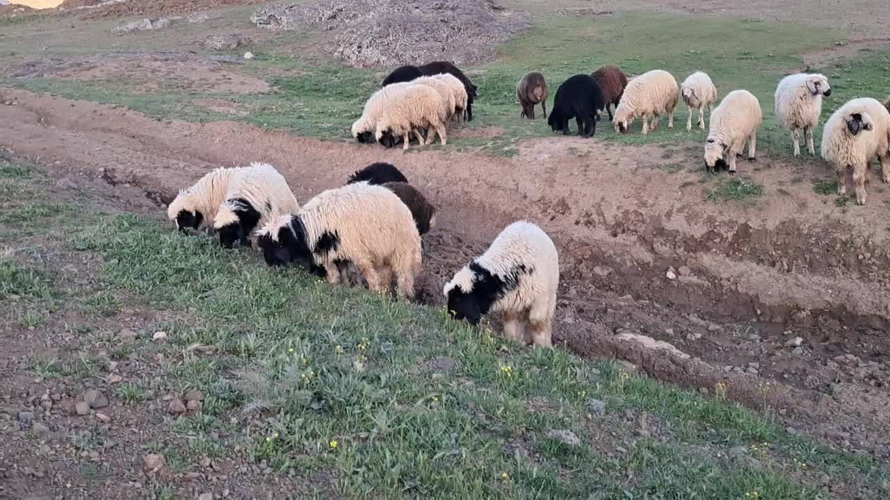 بره|حیوانات مزرعه|خرم‌آباد, |دیوار