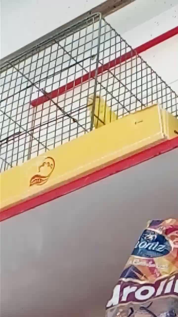 قناری نر|پرنده|اهواز, پردیس|دیوار