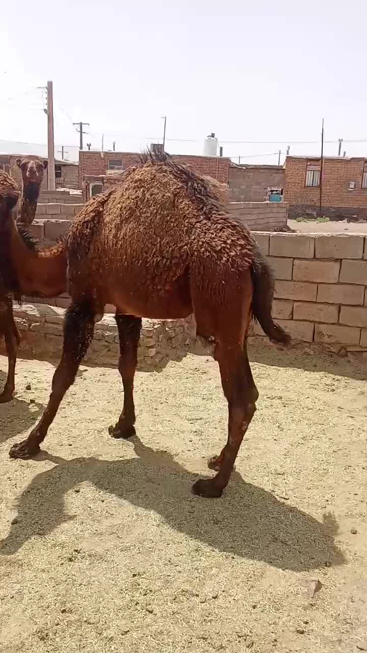 تپه طاق‌|حیوانات مزرعه|دستگردان, |دیوار