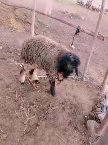 بره|حیوانات مزرعه|شوشتر, |دیوار