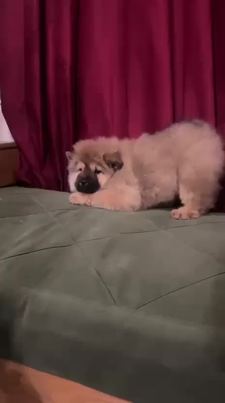 چاوچاو خرسی|سگ|تهران, اختیاریه|دیوار