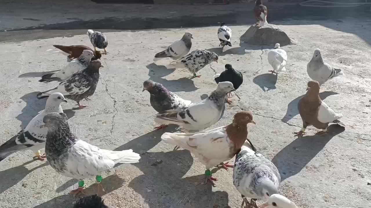 رنگه جوجه بوم|پرنده|بجنورد, |دیوار